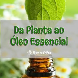 Da planta ao óleo essencial